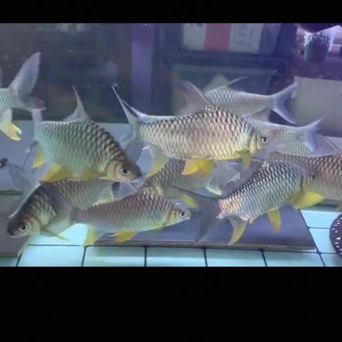 檸檬鯽的市場價格如何？（檸檬鯽屬于中高端觀賞魚和混養效果的愛好者青睞1）