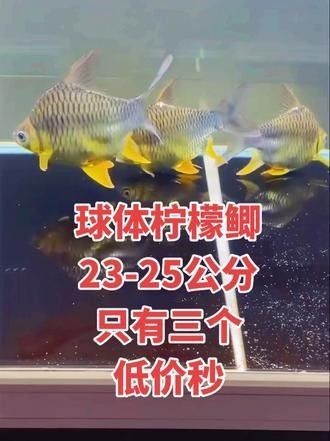 檸檬鯽的市場價格如何？（檸檬鯽屬于中高端觀賞魚和混養效果的愛好者青睞1）