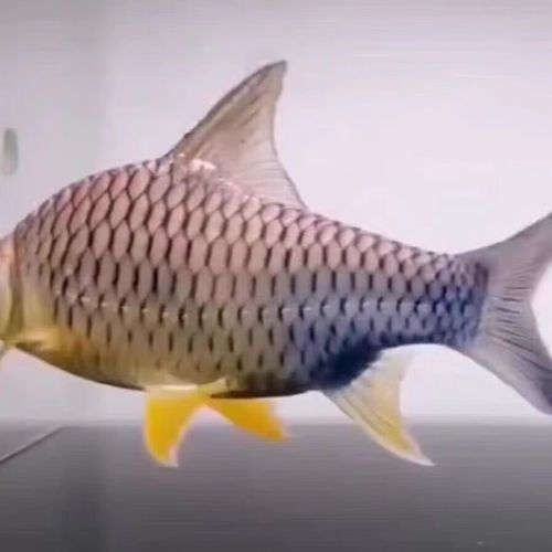 檸檬鯽的市場價格如何？（檸檬鯽屬于中高端觀賞魚和混養效果的愛好者青睞1）