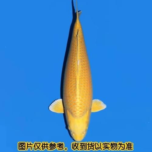 黃金龍鳳長尾錦鯉的價格范圍是多少？（黃金龍鳳長尾錦鯉價格）