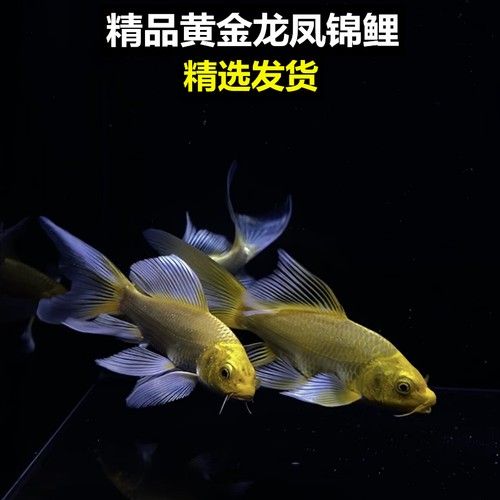 黃金龍鳳長尾錦鯉的價格范圍是多少？（黃金龍鳳長尾錦鯉價格）