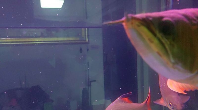 清澗紅龍魚的發色成長的真實案例分享（清澗紅龍魚有哪些獨特的品種清澗紅龍魚的養殖技巧）