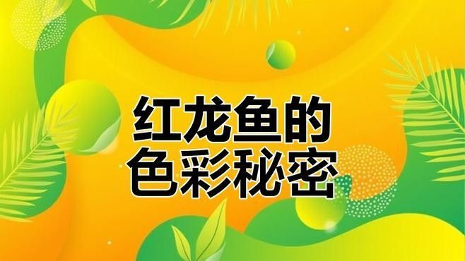 清澗紅龍魚的發色成長的真實案例分享（清澗紅龍魚有哪些獨特的品種清澗紅龍魚的養殖技巧）