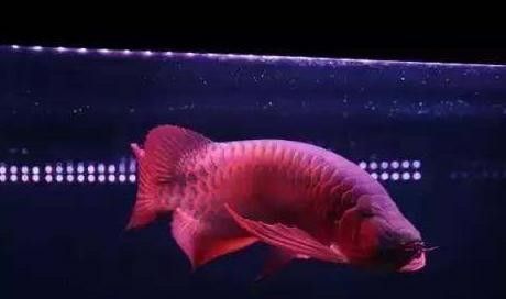 清澗紅龍魚的發色成長的真實案例分享（清澗紅龍魚有哪些獨特的品種清澗紅龍魚的養殖技巧）