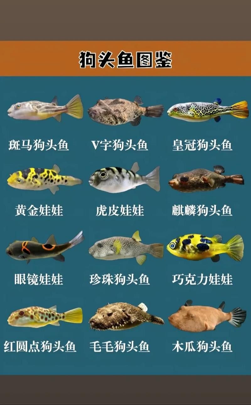 狗頭魚最忌三種東西，斑馬狗頭最怕三種顏色龍襄愛養(yǎng)寵聽（養(yǎng)狗頭魚最忌三種東西）