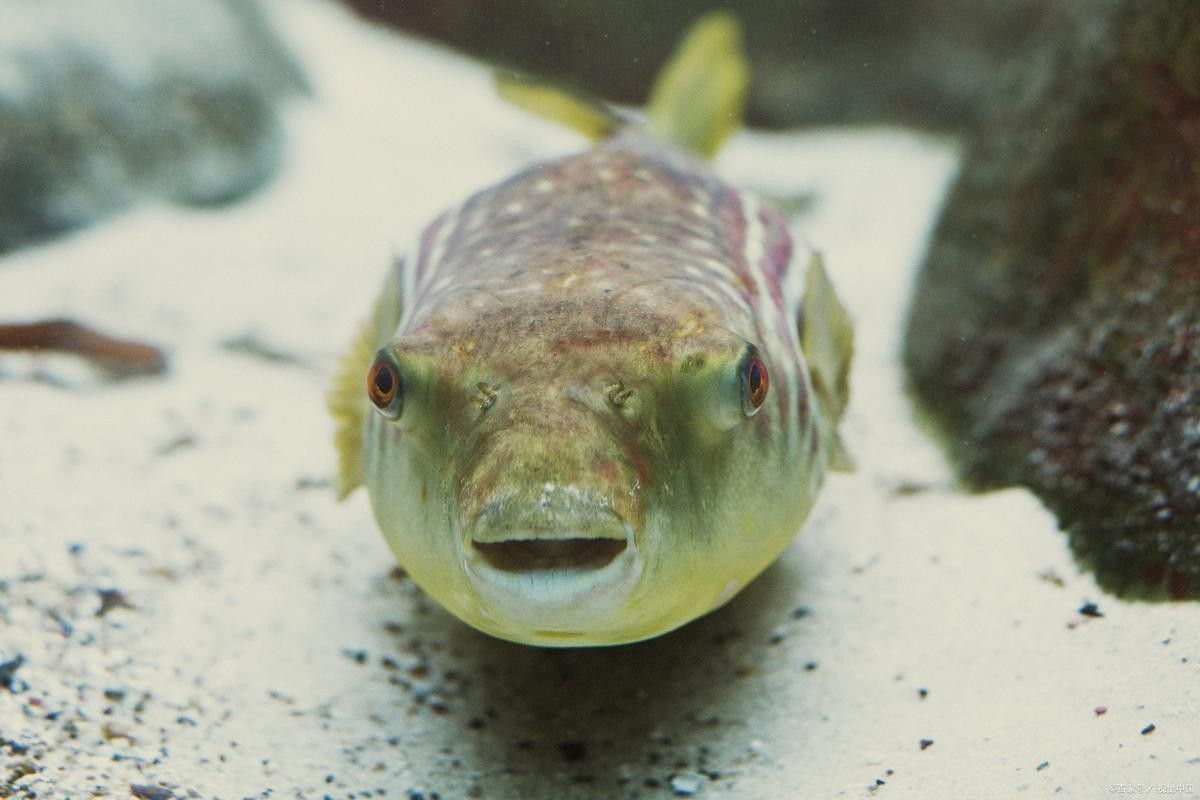 狗頭魚最忌三種東西，斑馬狗頭最怕三種顏色龍襄愛養寵聽（養狗頭魚最忌三種東西）