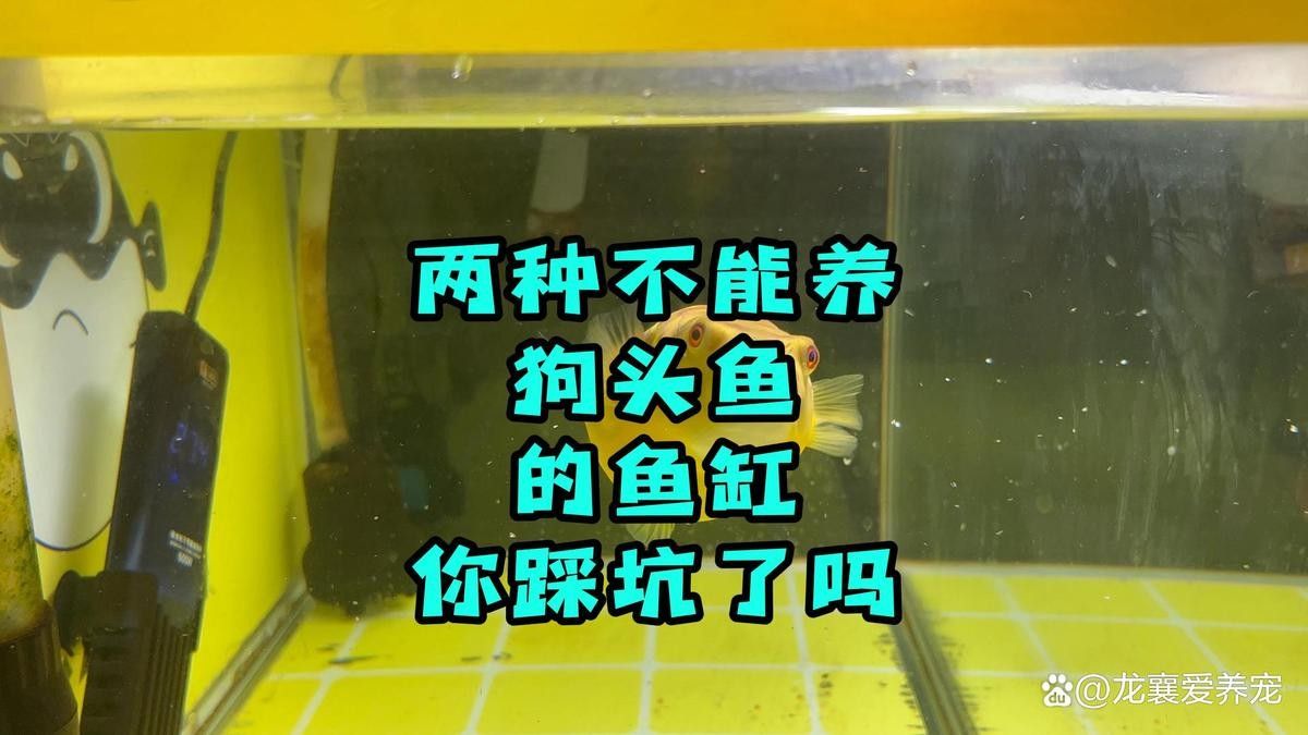 狗頭魚最忌三種東西，斑馬狗頭最怕三種顏色龍襄愛養寵聽（養狗頭魚最忌三種東西）