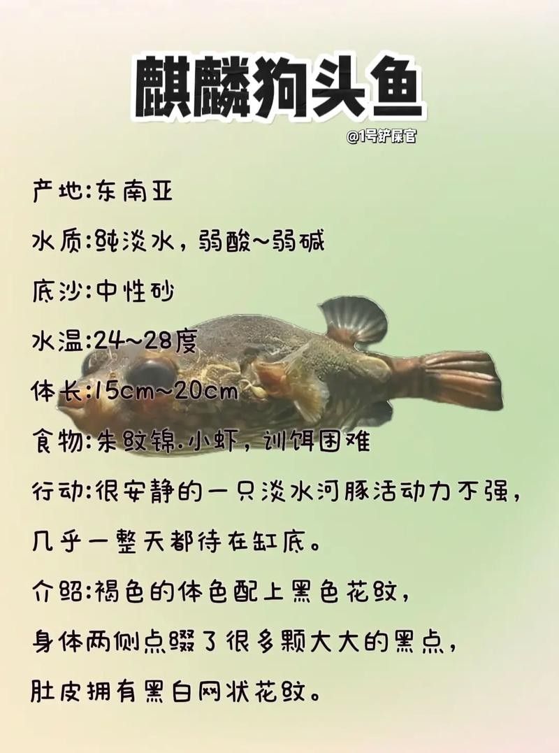 狗頭魚最忌三種東西，斑馬狗頭最怕三種顏色龍襄愛養寵聽（養狗頭魚最忌三種東西）