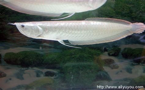 銀龍魚苗混養方案（適合與銀龍魚苗混養的魚類，飛鳳魚、地圖魚、招財魚）