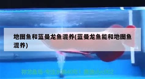 銀龍魚苗混養方案（適合與銀龍魚苗混養的魚類，飛鳳魚、地圖魚、招財魚）