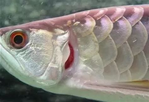龍魚眼白霧是否具有高度傳染性？（龍魚眼白霧是否具備傳染性，龍魚眼白霧典型圖片展示） 龍魚眼白霧是否具有高度傳染性？（龍魚眼白霧是否具備傳染性，龍魚眼白霧典型圖片展示） 龍魚百科 第2張