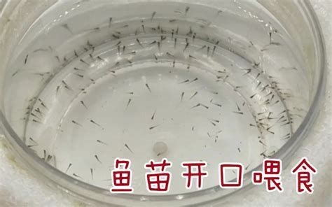 如何判斷金龍魚苗是否需要喂食（判斷金龍魚苗是否需要喂食的幾個關鍵指標）