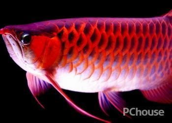 龍魚眼邊出現(xiàn)白色物質(zhì)是由于水質(zhì)問題、營養(yǎng)不良或寄生蟲感染等原因?qū)е碌模ㄈ绾晤A防龍魚眼邊出現(xiàn)白色物質(zhì)）