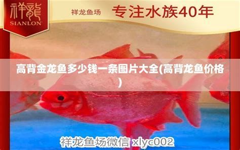 龍魚(yú)的價(jià)格計(jì)算（影響龍魚(yú)價(jià)格的因素） 龍魚(yú)的價(jià)格計(jì)算（影響龍魚(yú)價(jià)格的因素） 龍魚(yú)百科 第1張