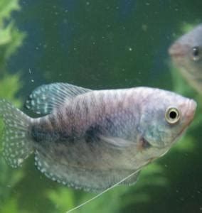 龍魚和藍(lán)龍魚哪個(gè)更受歡迎（銀龍魚和藍(lán)龍魚各有千秋，銀龍魚（bluearowana））
