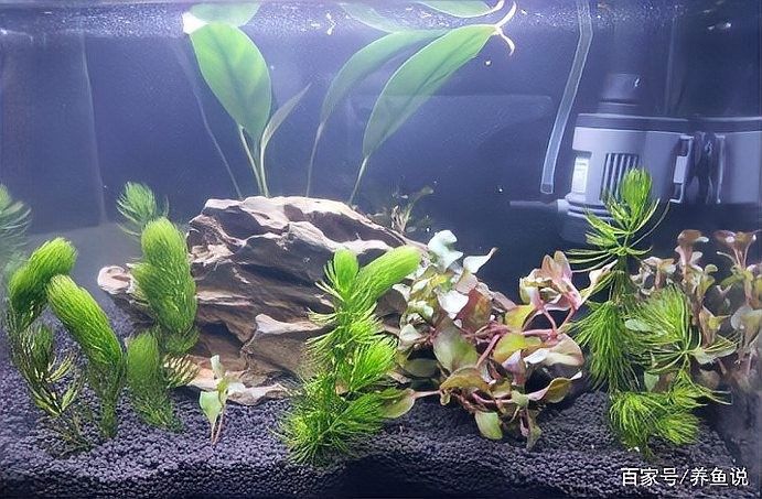 龍魚(yú)晚上要不要關(guān)燈？（金龍紅龍全民小視頻講解龍魚(yú)不關(guān)燈會(huì)有什么后果）