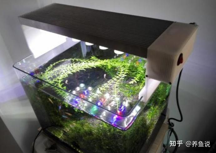 龍魚(yú)晚上要不要關(guān)燈？（金龍紅龍全民小視頻講解龍魚(yú)不關(guān)燈會(huì)有什么后果）