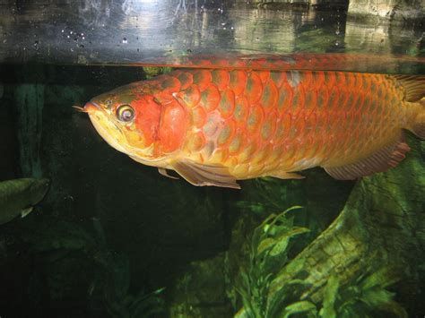 金龍魚的觀賞價值，你了解多少？（金龍魚的觀賞價值）