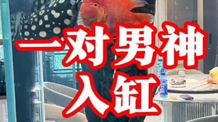 紅龍魚適應新水環境需要從水質參數、行為表現及生理狀態等維度（判斷紅龍魚是否適應新水通常需要一個“適應期”）