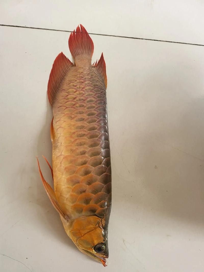2023年臨沂河東龍魚價格及圖片2023年臨沂河東地區龍魚價格（2023年臨沂河東地區龍魚價格及圖片）
