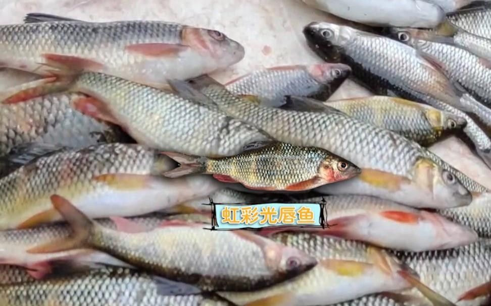 陵水河中常見(jiàn)的魚(yú)類（海南島特有淡水魚(yú)類大盤(pán)點(diǎn)南海博物館近腹吸鰍屬聽(tīng)）