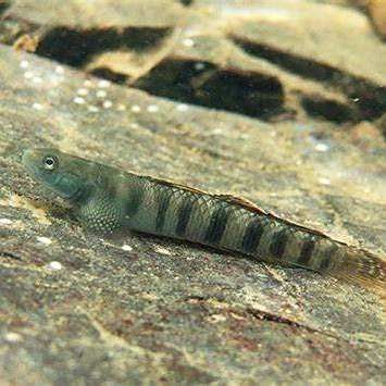 陵水河中常見(jiàn)的魚(yú)類（海南島特有淡水魚(yú)類大盤(pán)點(diǎn)南海博物館近腹吸鰍屬聽(tīng)）