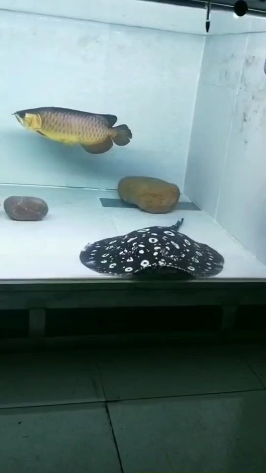 魔鬼魚，尋魚者，龍兒乖乖評論（魔鬼魚，尋魚者）