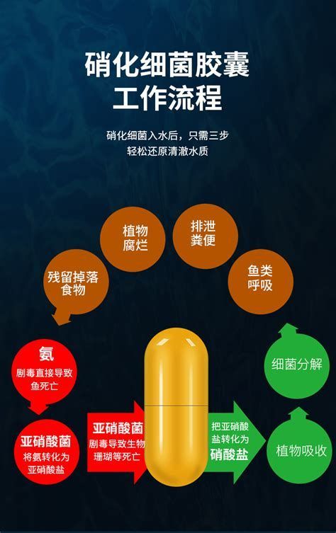 龍魚硝化細菌膠囊推薦品牌：硝化細菌膠囊推薦品牌（龍魚硝化細菌膠囊推薦） 龍魚硝化細菌膠囊推薦品牌：硝化細菌膠囊推薦品牌（龍魚硝化細菌膠囊推薦） 龍魚百科 第3張