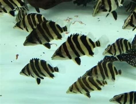 適合與龍魚共同生活的魚種（適合與龍魚一起生活的魚種）