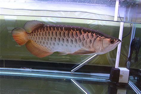 龍魚鱗片變白的首要因素是關鍵，預防龍魚鱗片變白的首要因素（如何預防龍魚鱗片變白）
