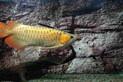龍魚尾鰭變黑（俗稱“黑鰭”或“黑鰭病”是疾病的征兆（龍魚尾部變黑怎么辦） 龍魚尾鰭變黑（俗稱“黑鰭”或“黑鰭病”是疾病的征兆（龍魚尾部變黑怎么辦） 龍魚百科 第1張
