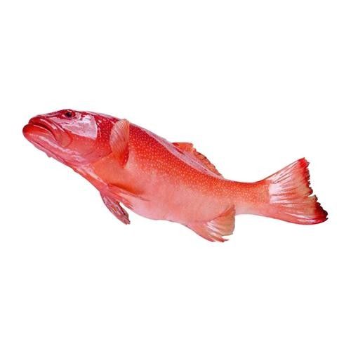 紅斑魚(yú)的圖片（紅斑魚(yú)圖片欣賞）