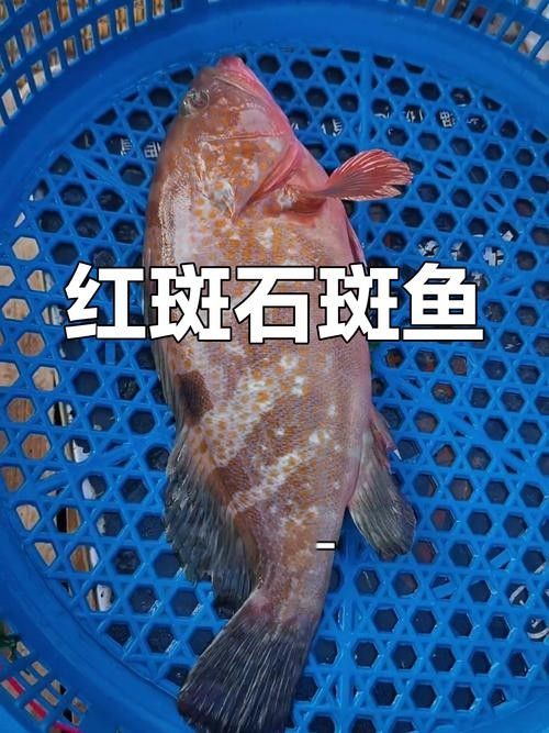 紅斑魚(yú)的圖片（紅斑魚(yú)圖片欣賞）