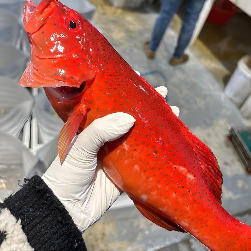紅斑魚(yú)的圖片（紅斑魚(yú)圖片欣賞）