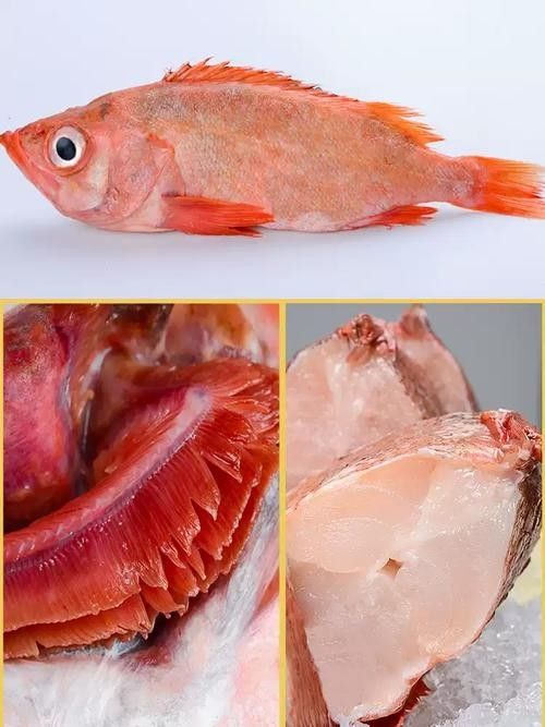 紅斑魚(yú)的圖片（紅斑魚(yú)圖片欣賞）