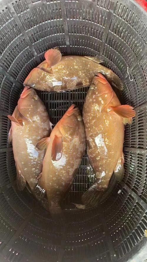 紅斑魚(yú)的圖片（紅斑魚(yú)圖片欣賞）