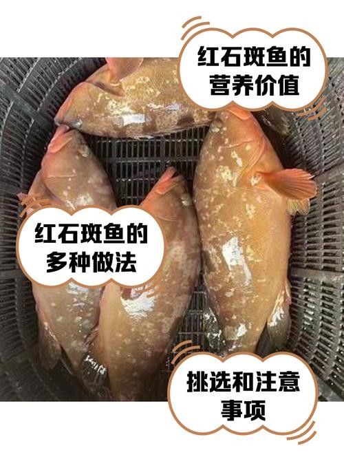 紅斑魚的圖片（紅斑魚圖片欣賞）