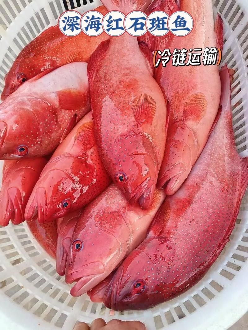 紅斑魚(yú)的圖片（紅斑魚(yú)圖片欣賞）