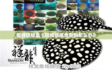 龍魚眼睛長白膜怎么辦（銀龍魚眼睛長白膜怎么辦）