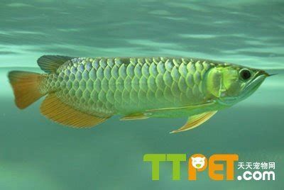 怎樣判斷龍魚是否害怕（判斷龍魚是否害怕，如何判斷龍魚是否害怕）