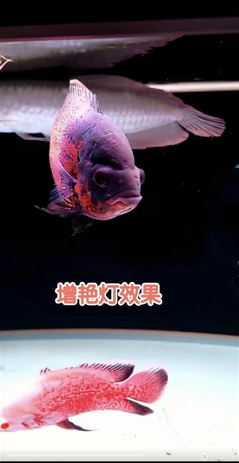 龍魚飼養所需主要設備詳解，幫助您打造舒適且美觀的家（龍魚飼養所需主要設備）
