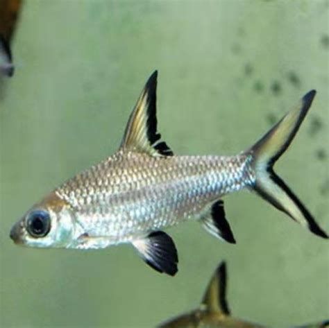 龍魚的須翹特征（如何判斷龍魚品種優(yōu)劣） 龍魚的須翹特征（如何判斷龍魚品種優(yōu)劣） 龍魚百科 第5張