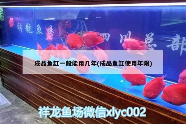 黑色的大魚叫什么，黑色的大魚叫什么龍魚（***黑色龍魚圖片***黑色龍魚的寓意）
