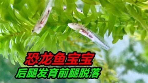 龍魚幼崽的健康狀況是養(yǎng)魚愛好者的一項(xiàng)重要技能（怎樣判斷龍魚幼崽的健康狀況？）