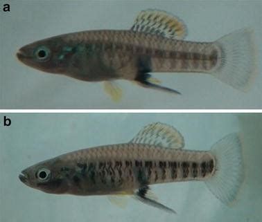 龍魚幼崽的健康狀況是養(yǎng)魚愛好者的一項(xiàng)重要技能（怎樣判斷龍魚幼崽的健康狀況？）