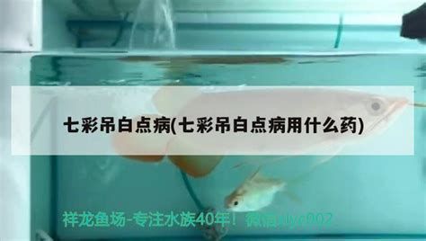 龍魚眼部出現白色米粒狀物是怎么回事？（魚眼芯白色米粒狀物的出現通常與水質問題有關）