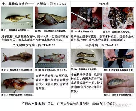 龍魚“須根白霜”診療指南，龍魚須根白霜診療圖譜（龍魚“須根白霜”診療指南）