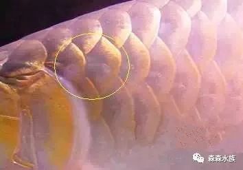 龍魚鱗片發白是怎么回事（如何確定龍魚鱗白的原因觀察和分析來確定龍魚鱗白的原因）