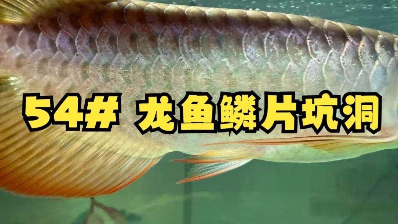 龍魚(yú)鱗片受損先試試修復(fù)，效果驚人!（龍魚(yú)側(cè)線孔變大怎么辦）
