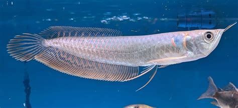 龍魚須子撞歪了會自行恢復(fù)嗎？（魚須子撞歪了會自行恢復(fù)嗎？）
